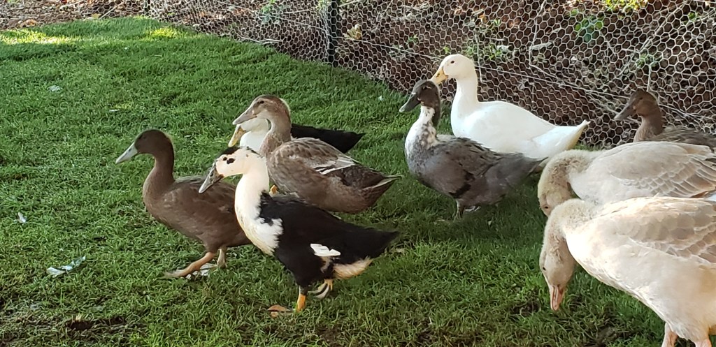 The Ducks and Geese Have&nbsp;Arrived!